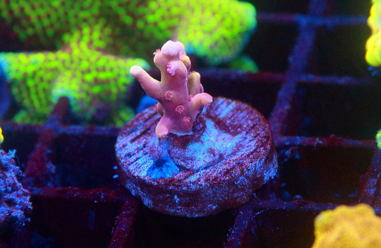 Golden Dragon Acro