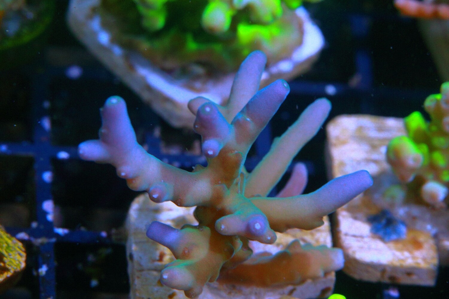 Blue smoothy 'echinata?'