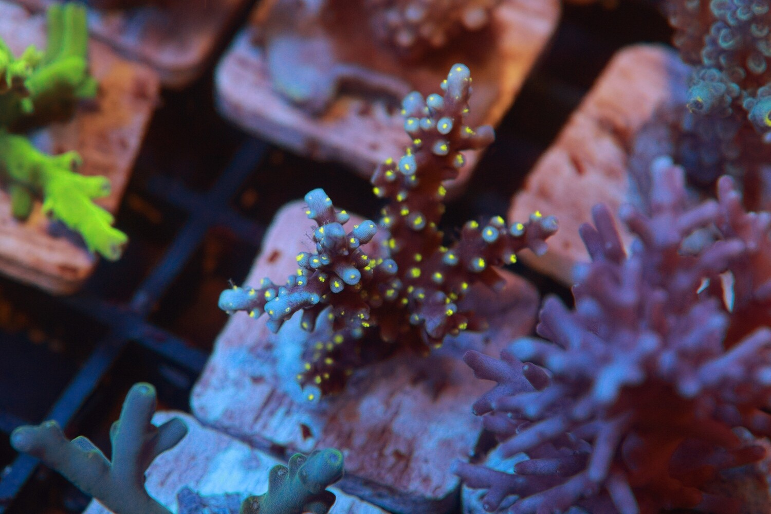 Sparkly Twiglet