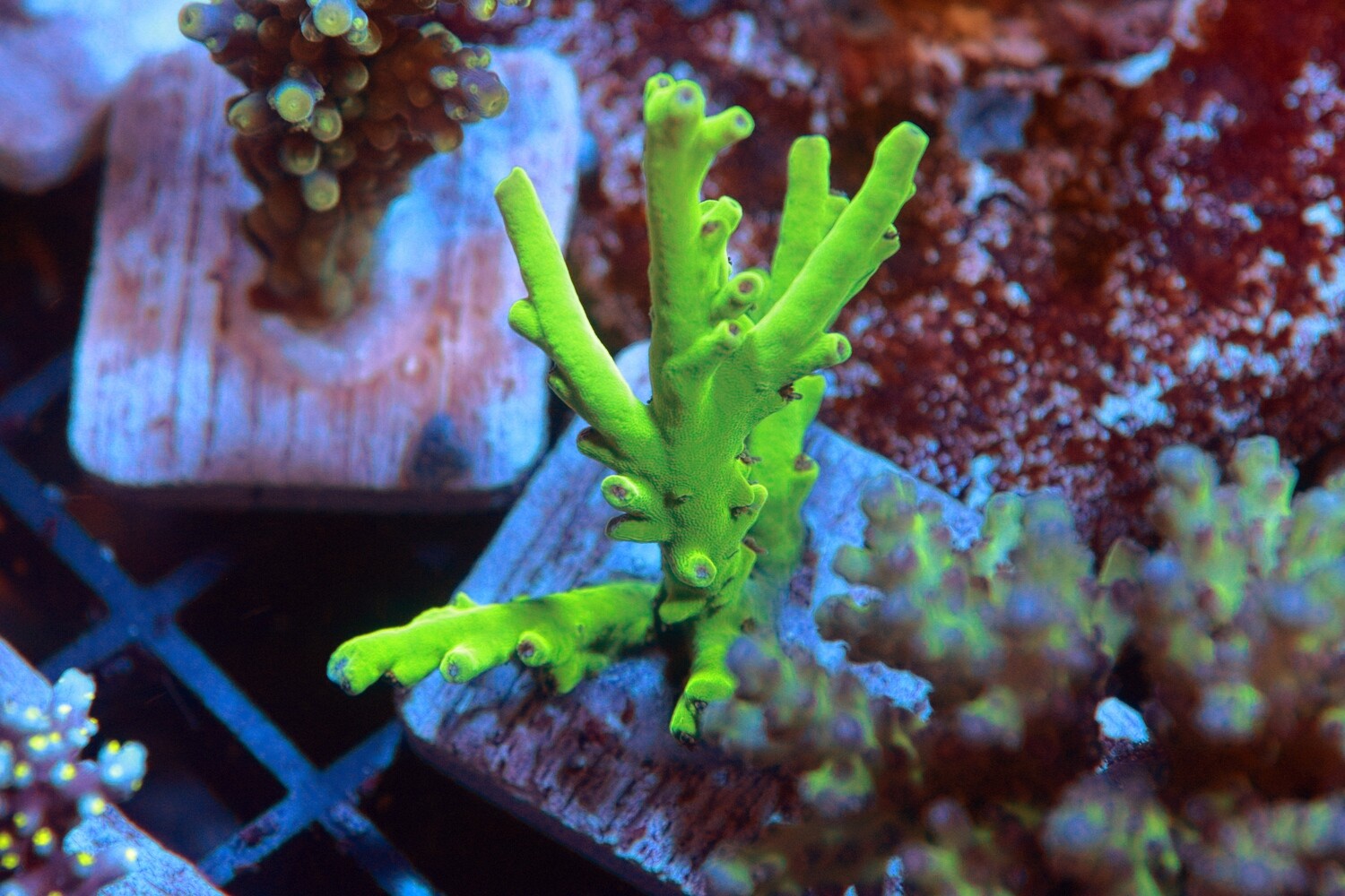Green Smoothy with red Polyps