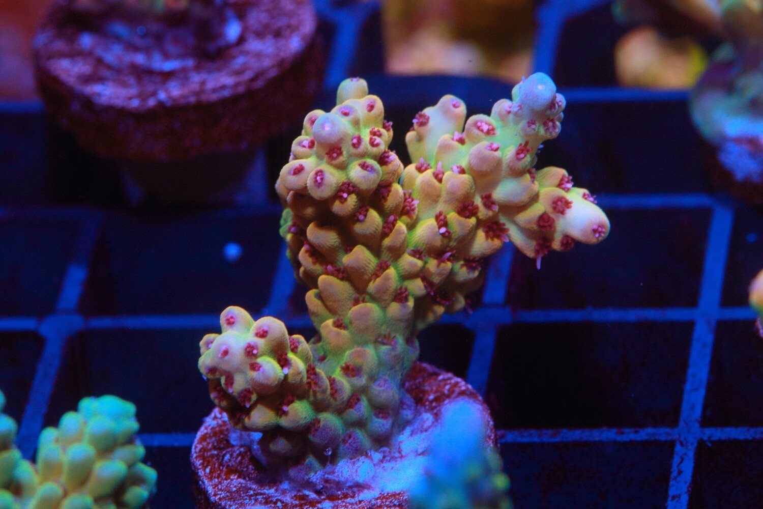 Lucy Lemons  - Medium/Large Size Frag WYSIWYG