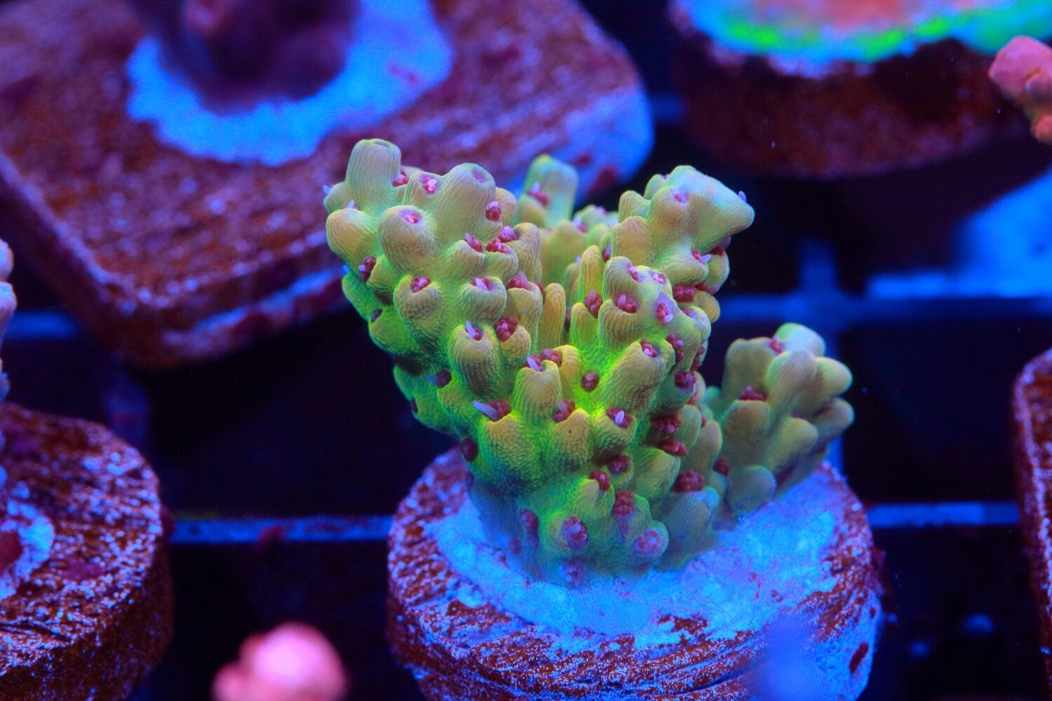 Lucy Lemons  - Medium Size Frag WYSIWYG