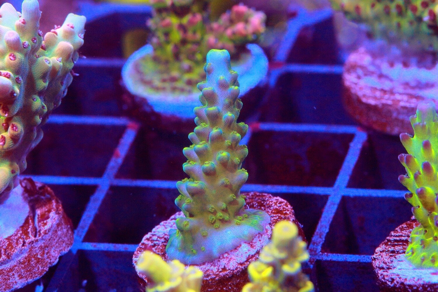 Yellowtip Joker acro.