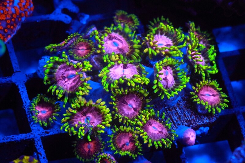 Pink Diamond Zoas - Large Plug WYSIWYG