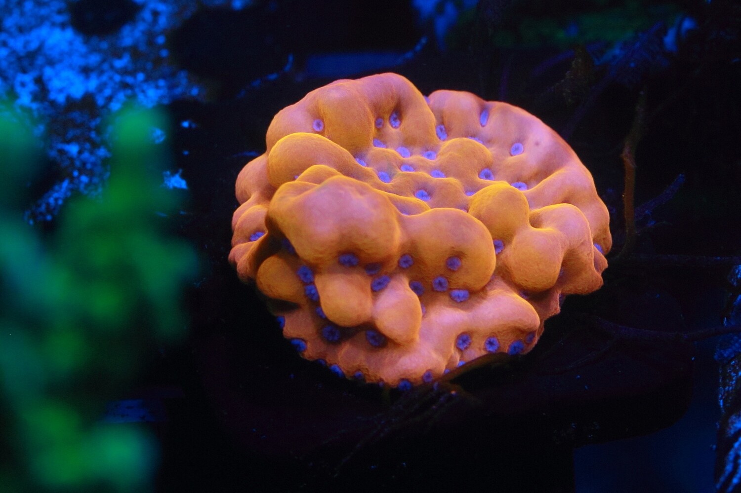 Witch Hunter Montipora WYSIWYG