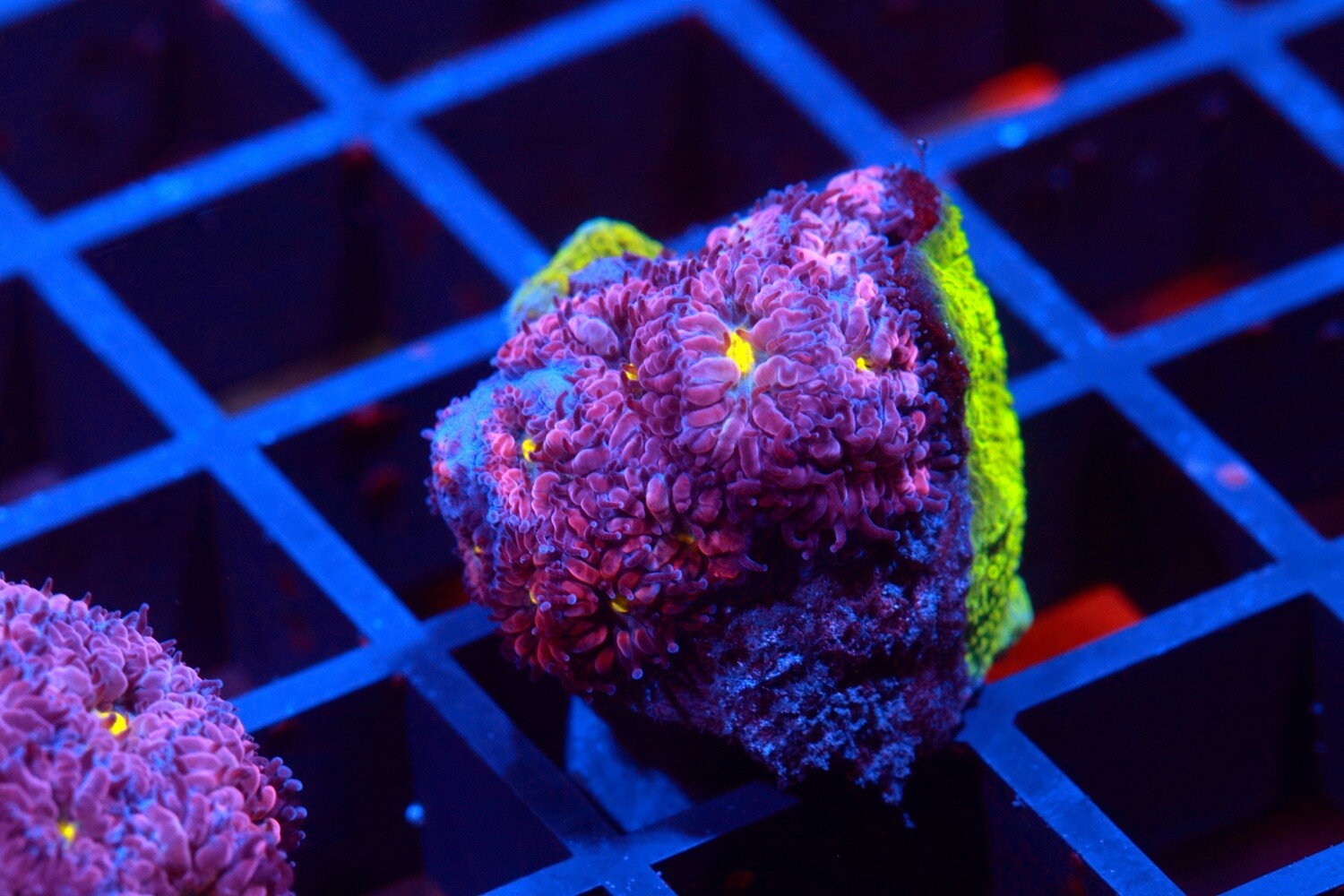 Blastomussa Merletti with Green monti WYSIWYG