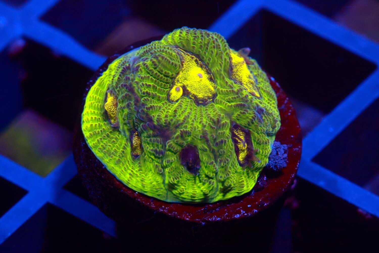 Urban Cammo Goniastrea