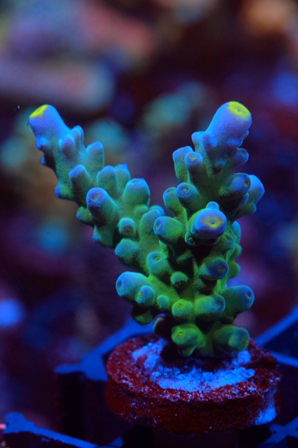 Yellow Tip Austera - Medium Frag
