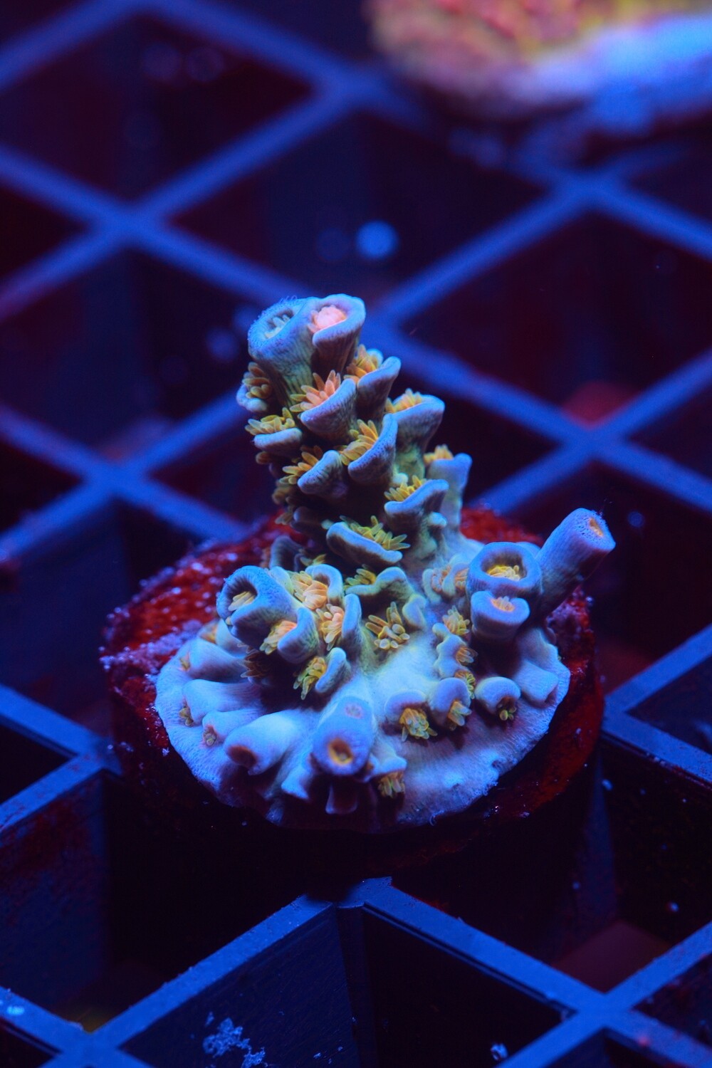 Orange/Yellow Polyp Blue Tenuis WYSIWYG
