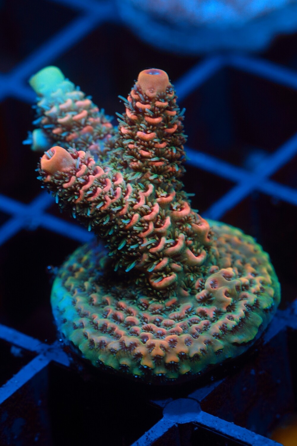 Orange Acropora Millepora WYSIWYG