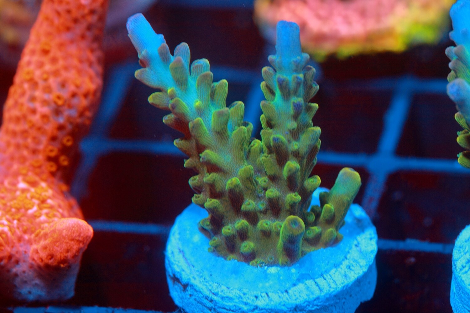 Baby Blue tip Acro WYSIWYG