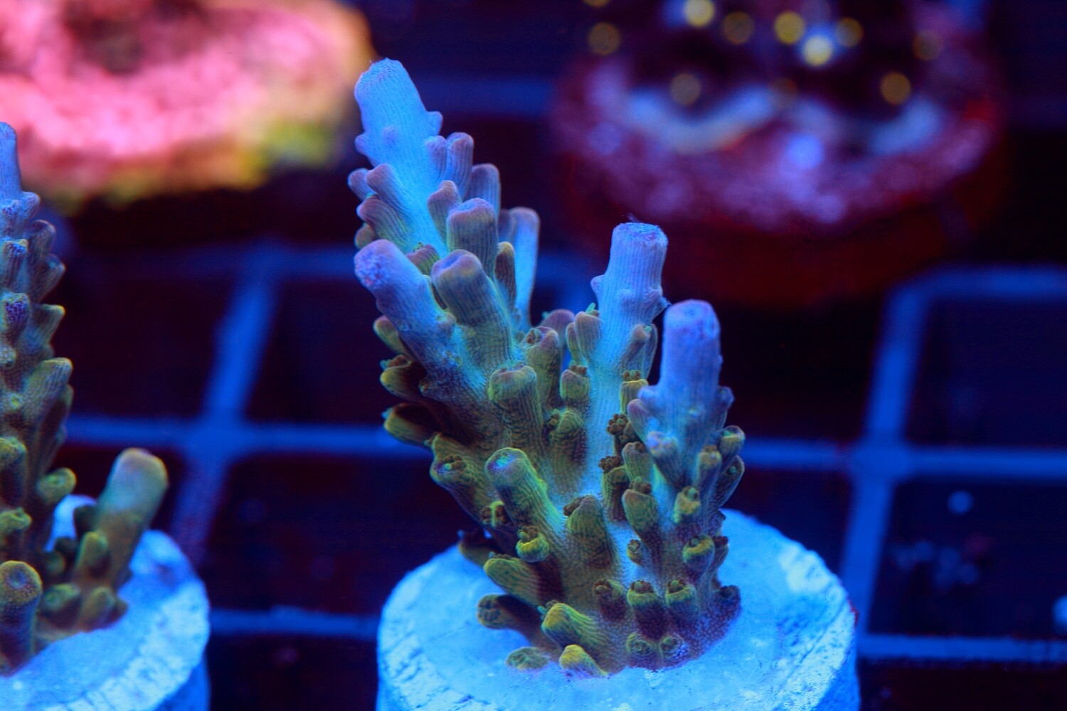 Baby Blue tip Acro