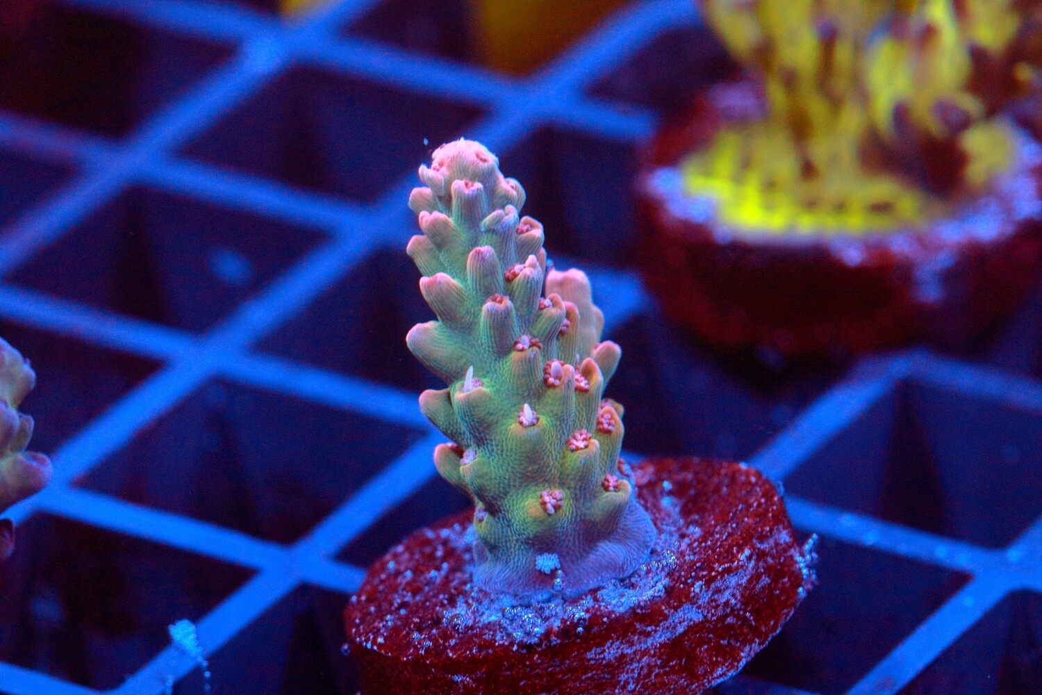 Strawberry Shortcake Acropora