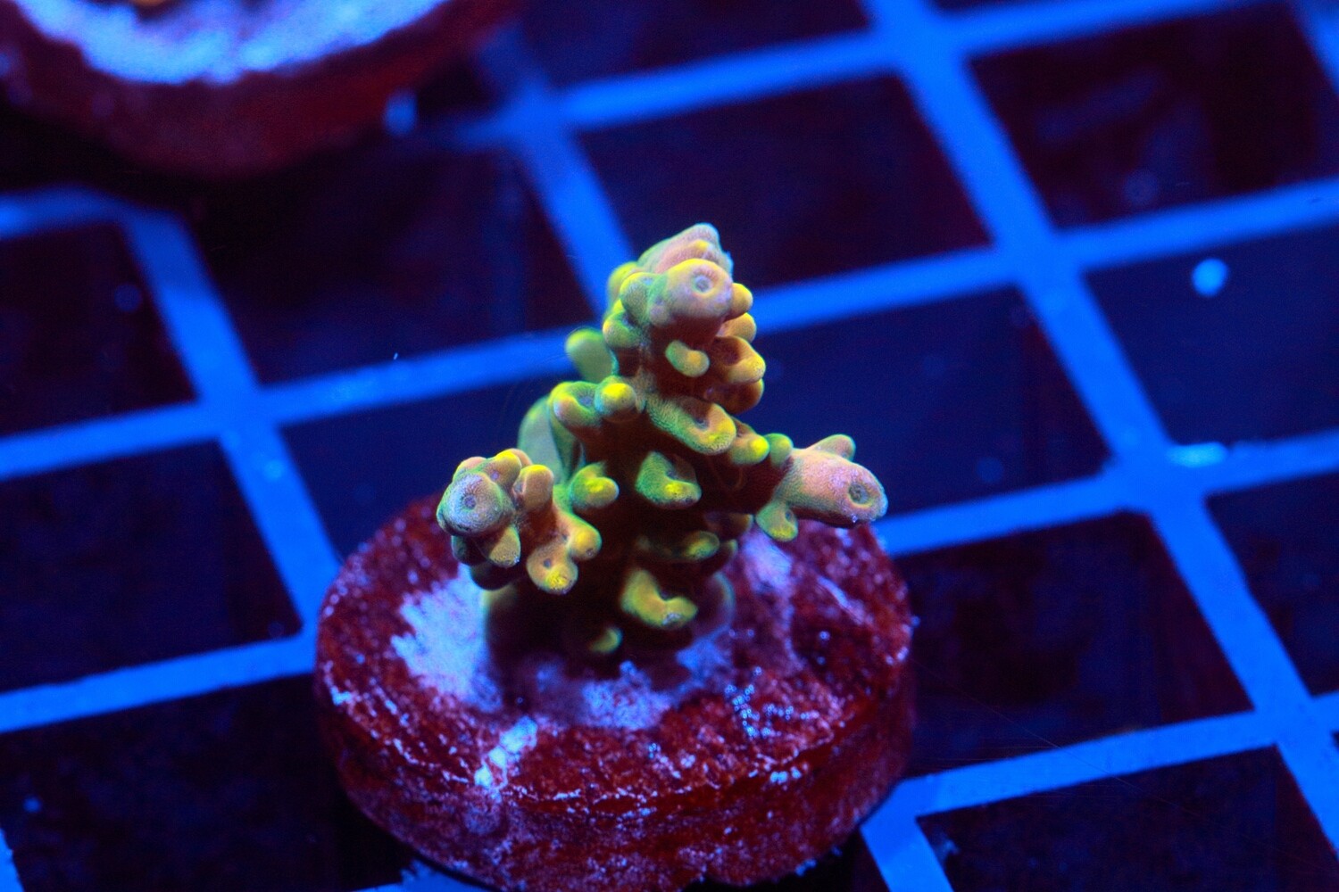 Bali Shortcake Acropora
