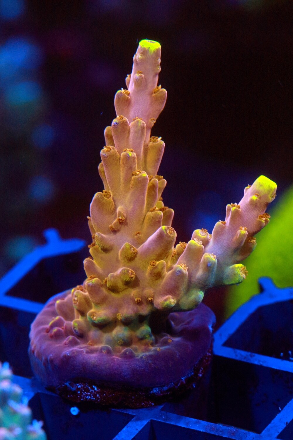Golden Jawdropper Medium Frag