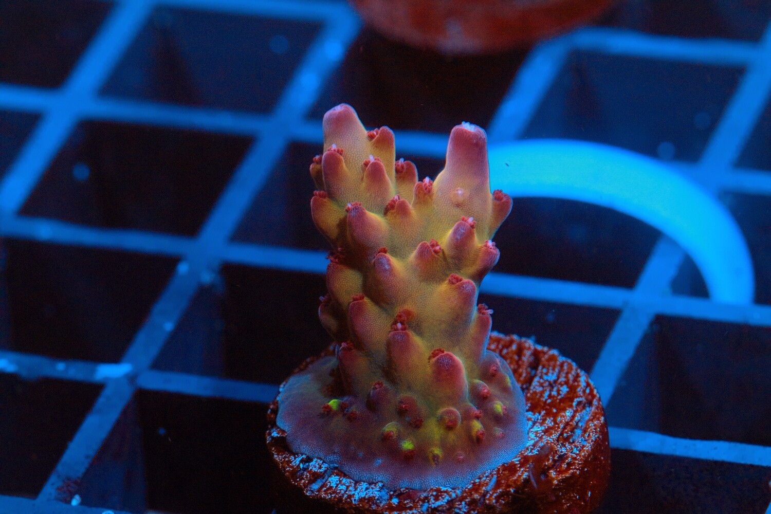 Robinhood Acropora WYSIWYG