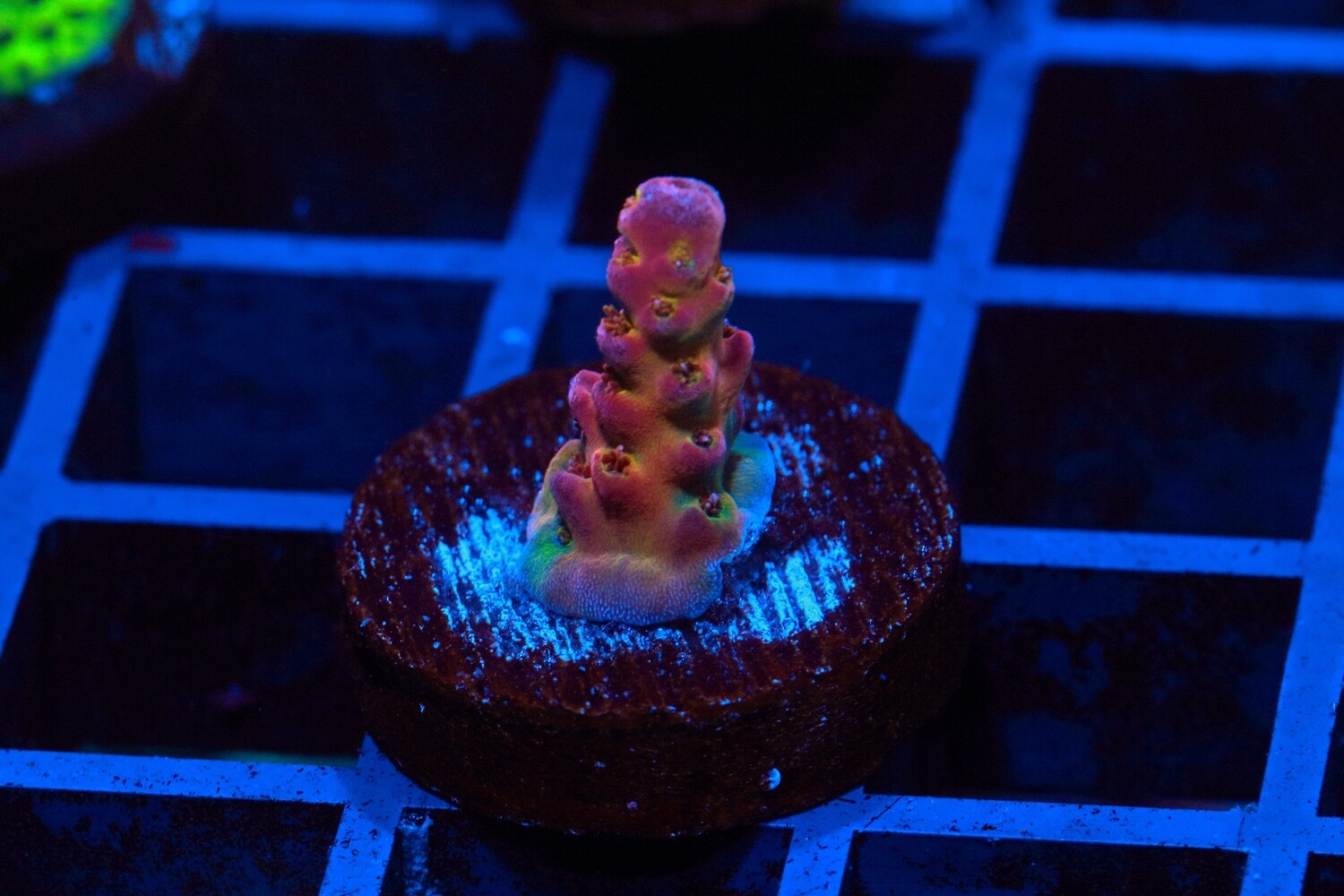 St Clements Acropora WYSIWYG