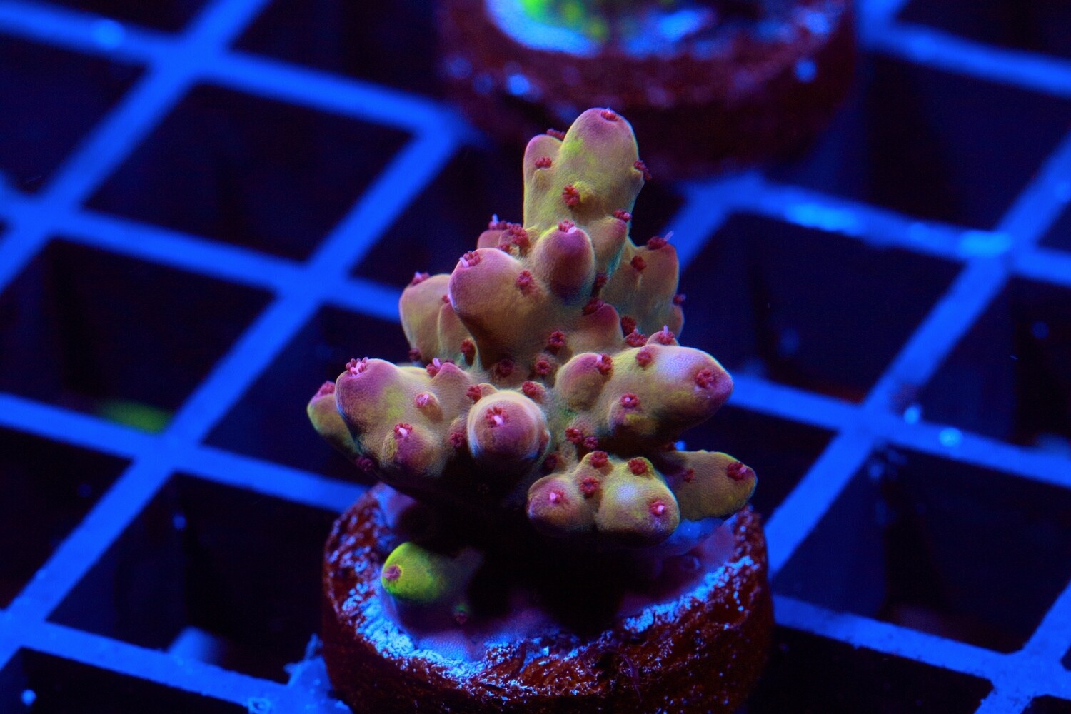 Robinhood Acropora WYSIWYG