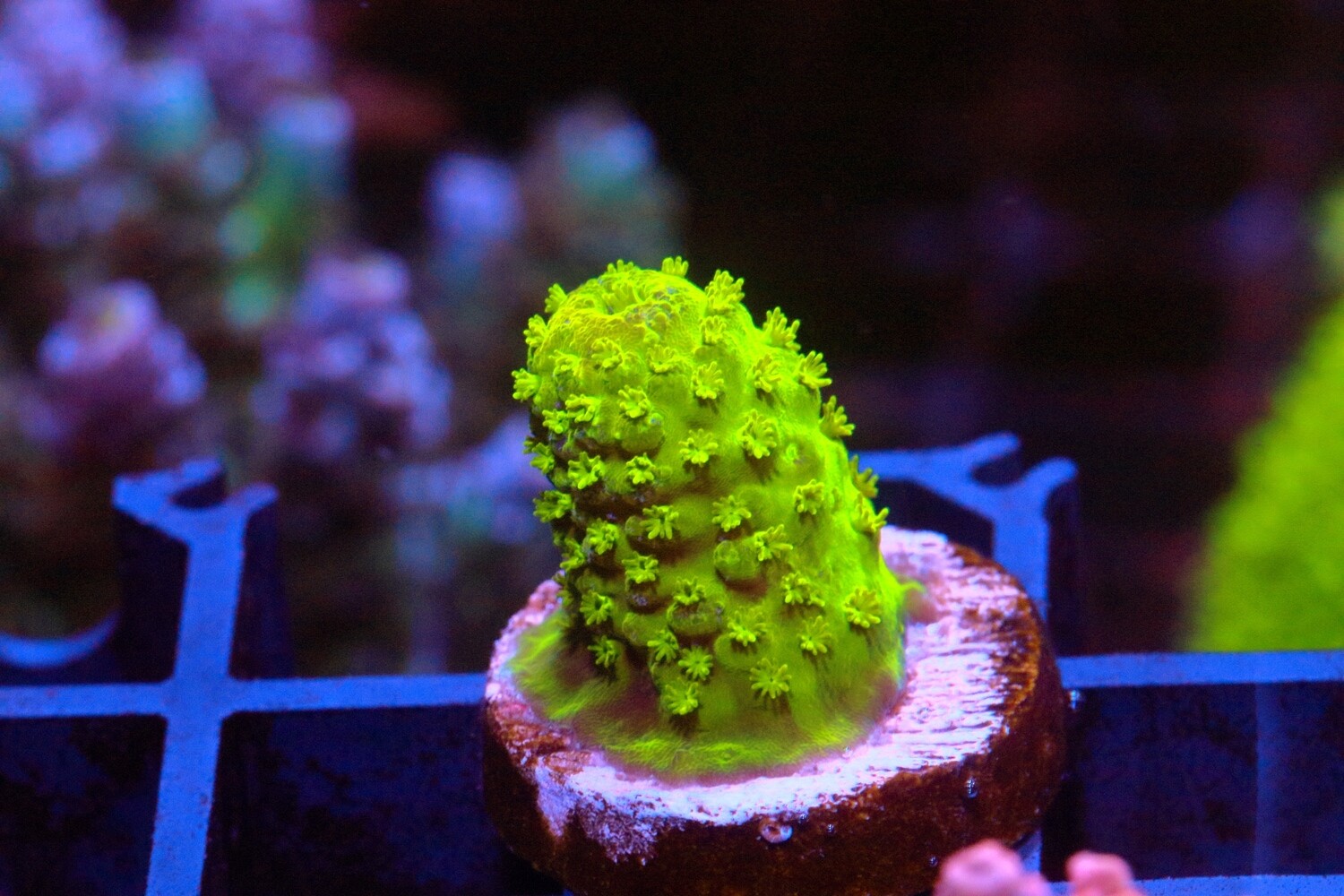 Glowstick Acropora Humilis