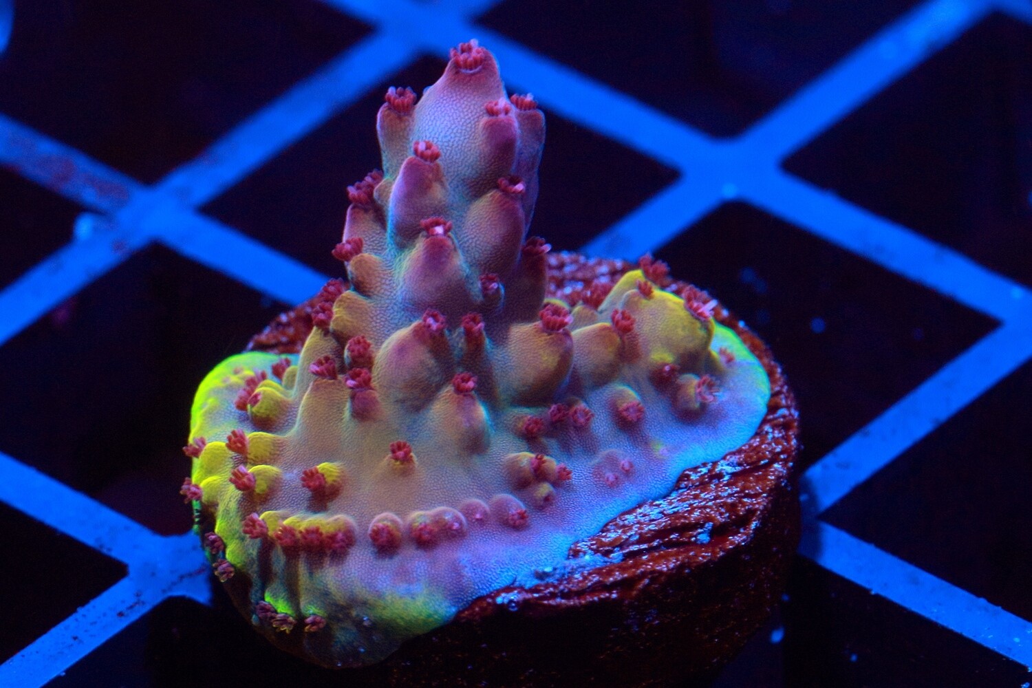 Robinhood Acropora WYSIWYG