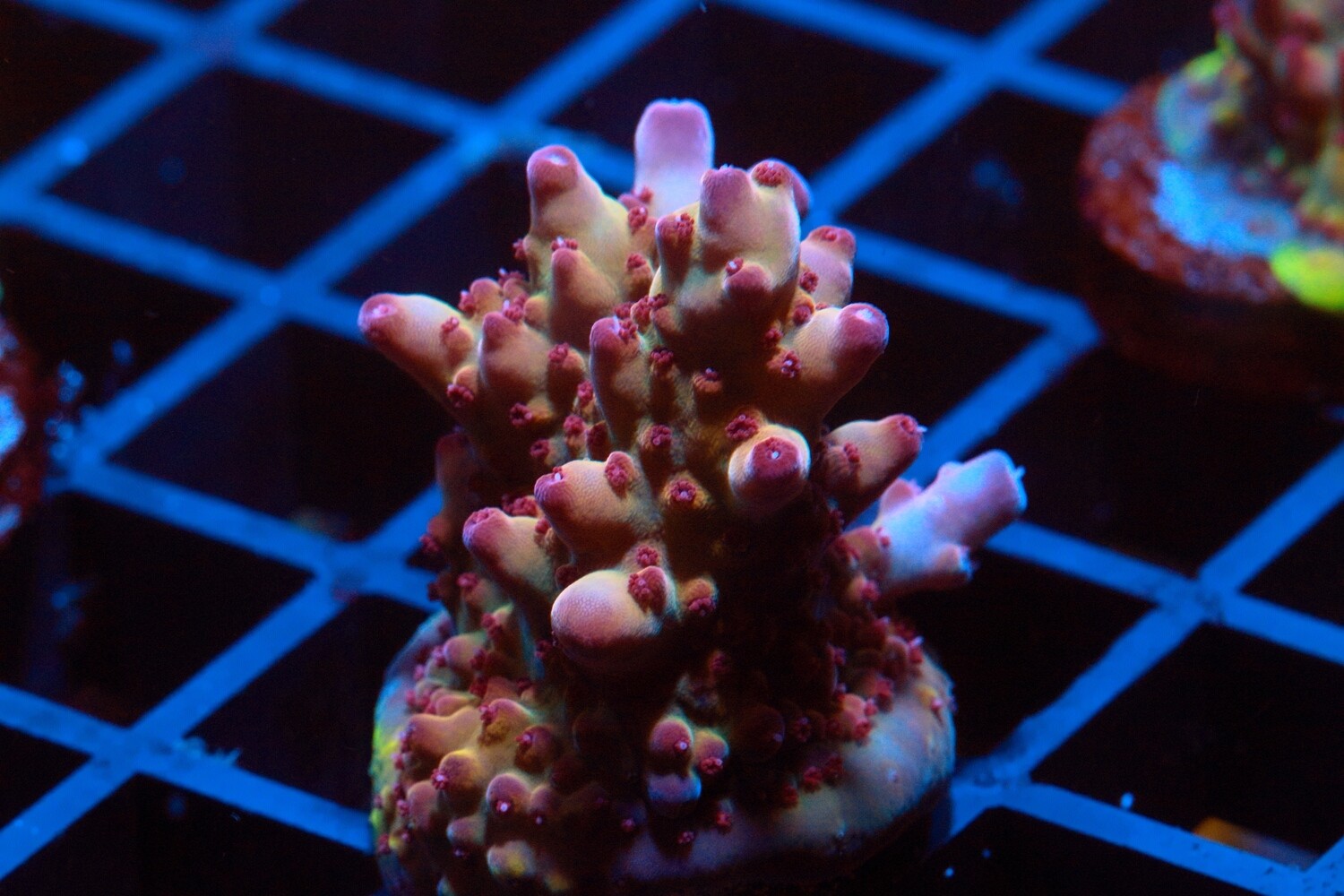Robinhood Acropora WYSIWYG