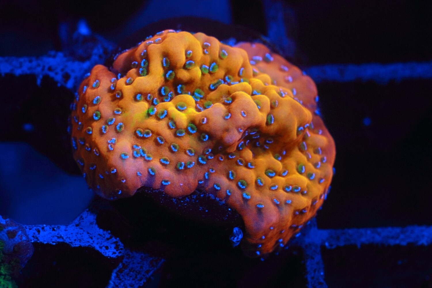 Goldrush Montipora - Small.