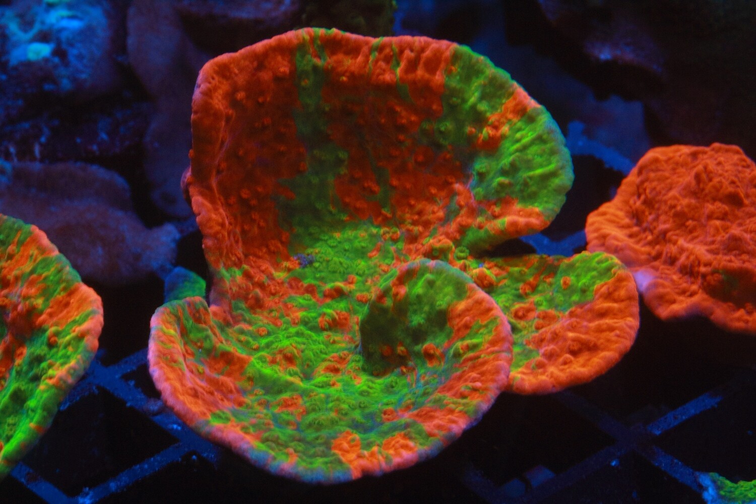 Grafted Montipora Cap - WYSIWYG