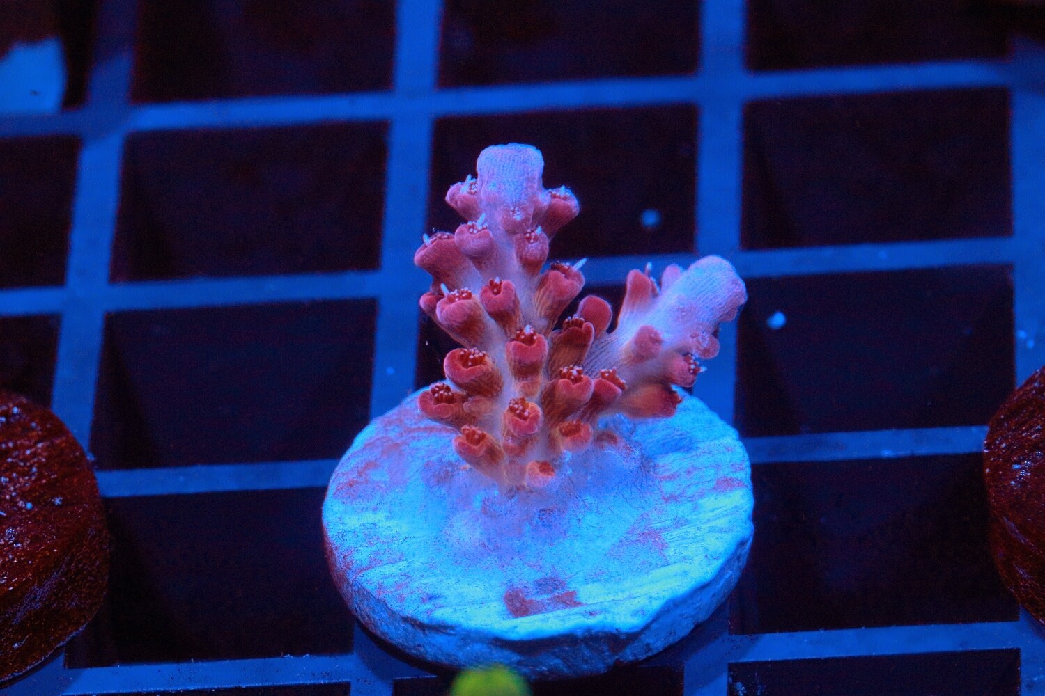 God of Pink Acro WYSIWYG