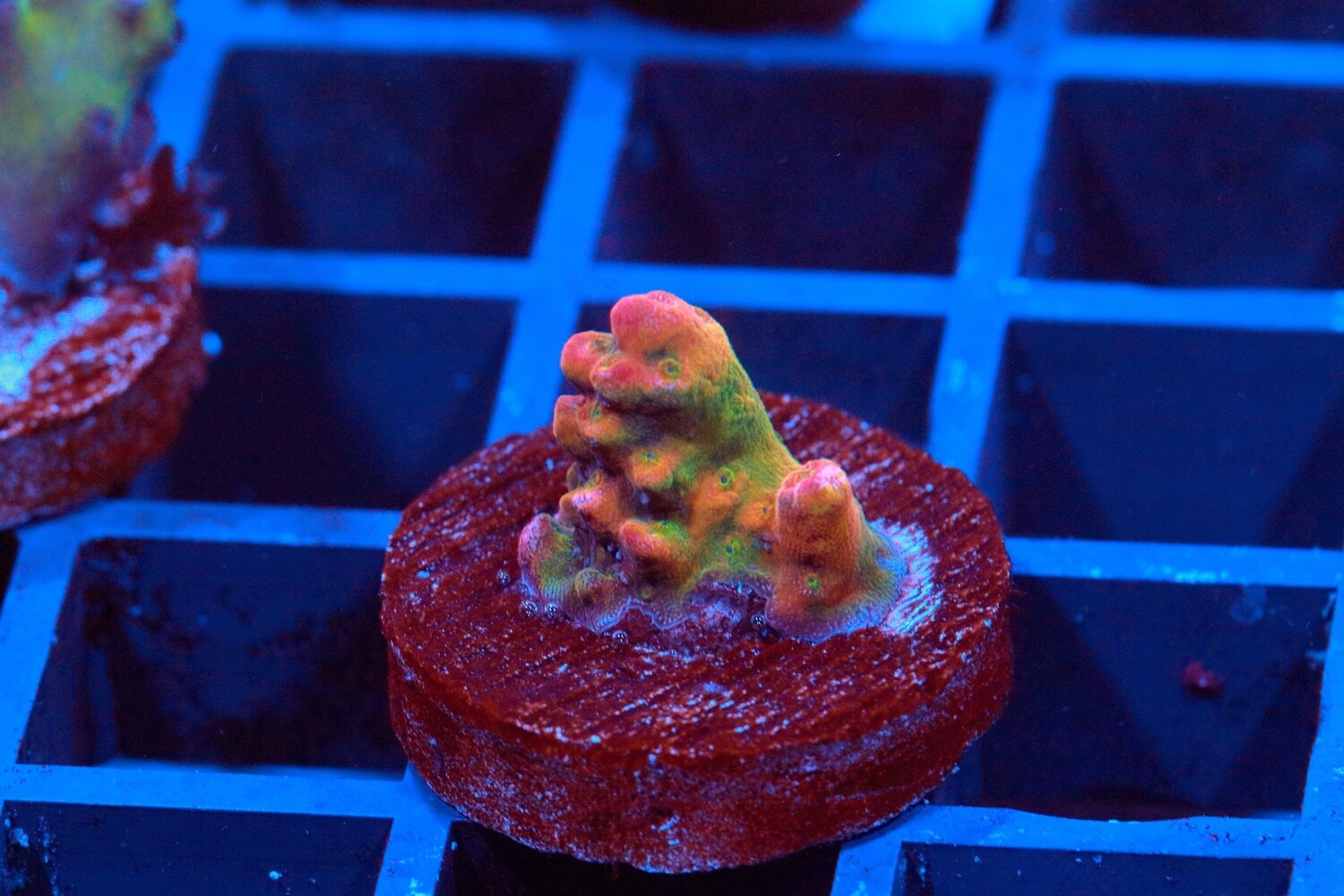 St Clements Acropora WYSIWYG