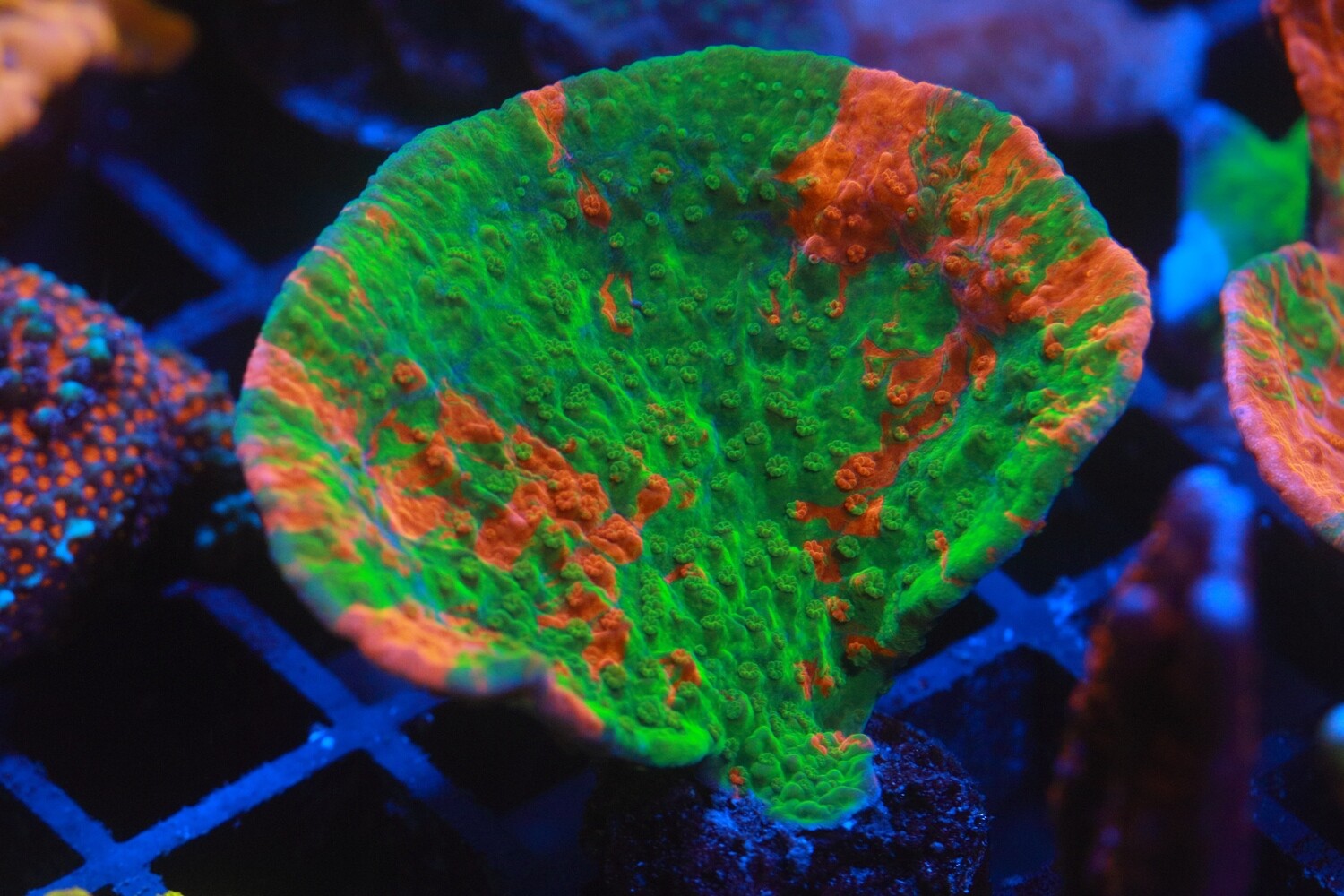 Grafted Montipora Cap - WYSIWYG