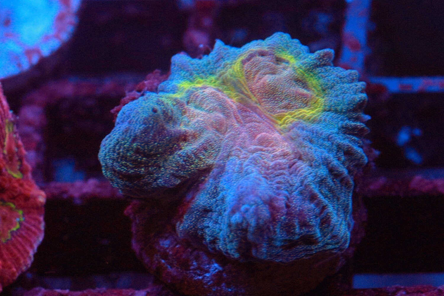 Blue/Pink/Yellow Pectinia Baby.