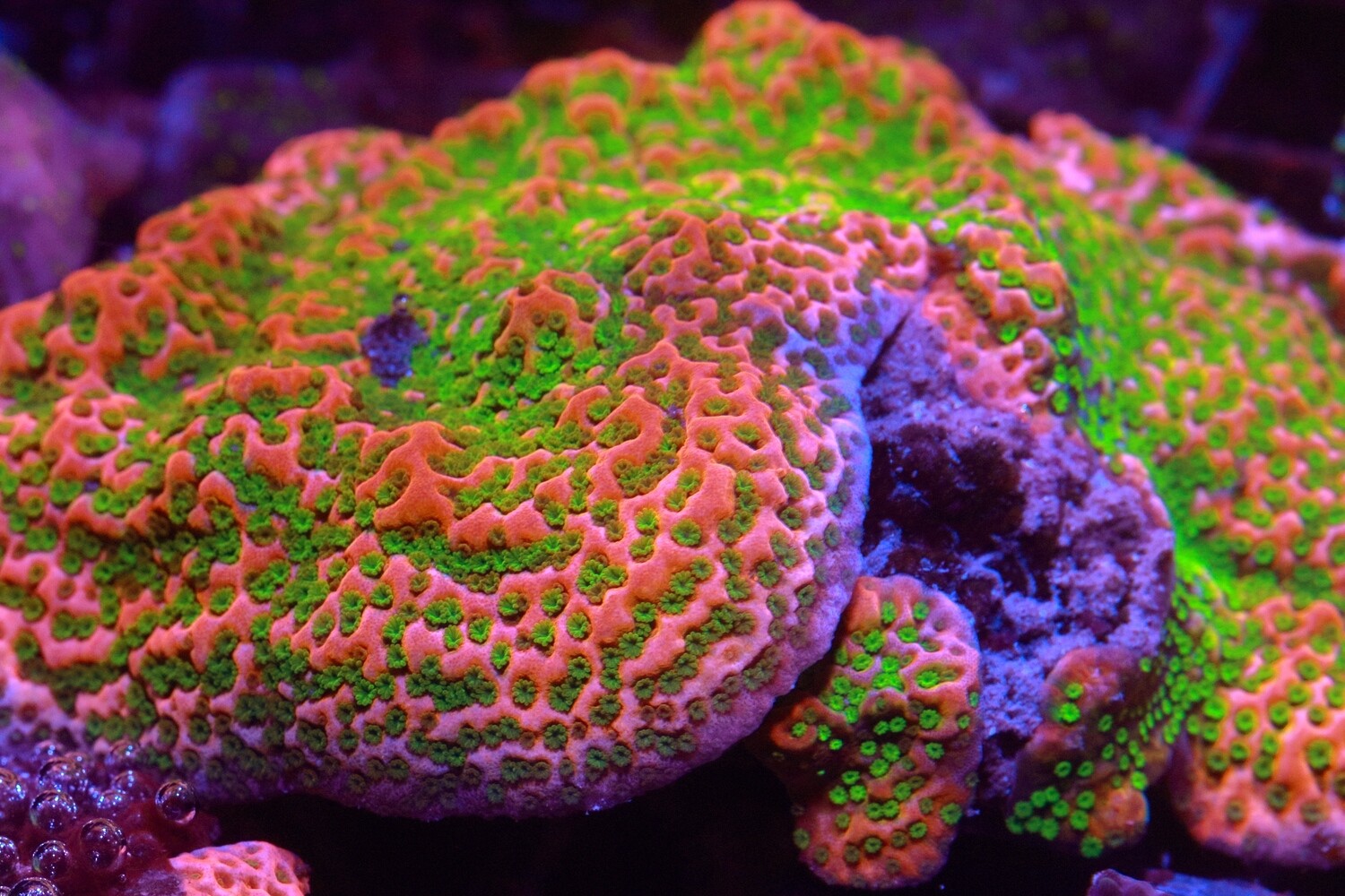 Tropic Thunder Montipora