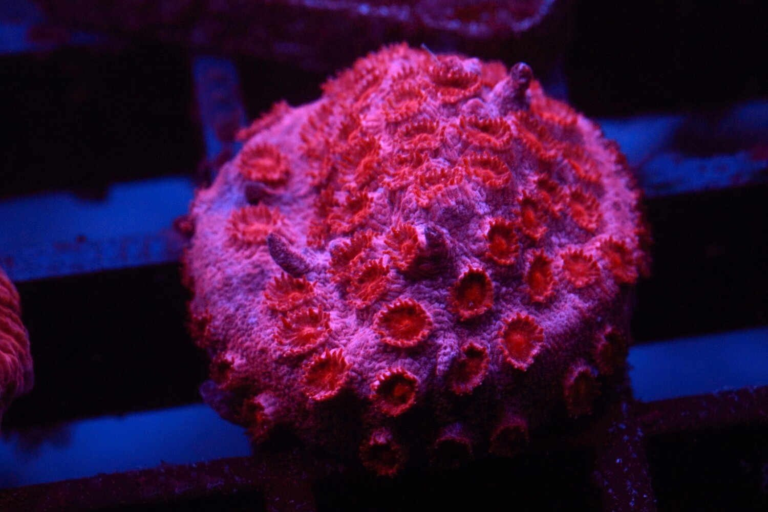 Hot lips Cyphastrea
