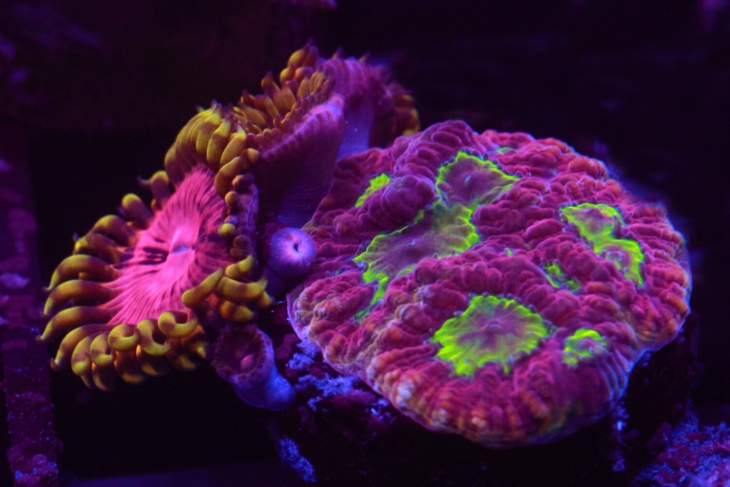 Madman Favites/Zoa combo WYSIWYG