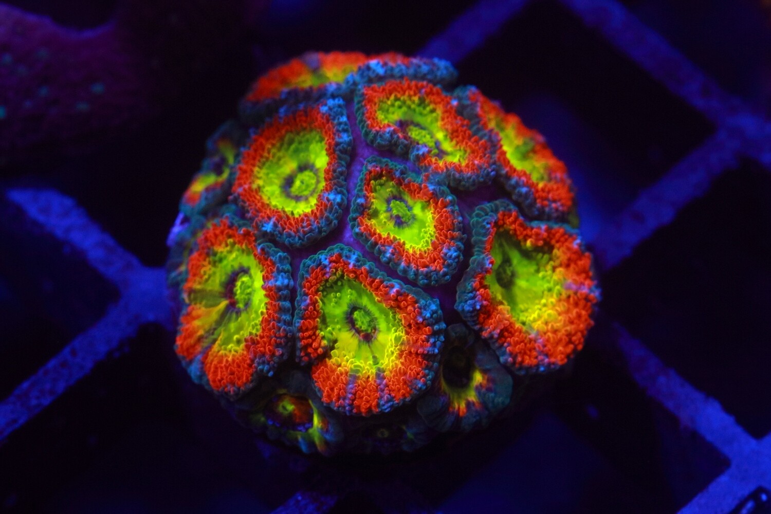 Holy Grail Micromussa 8 heads + pups