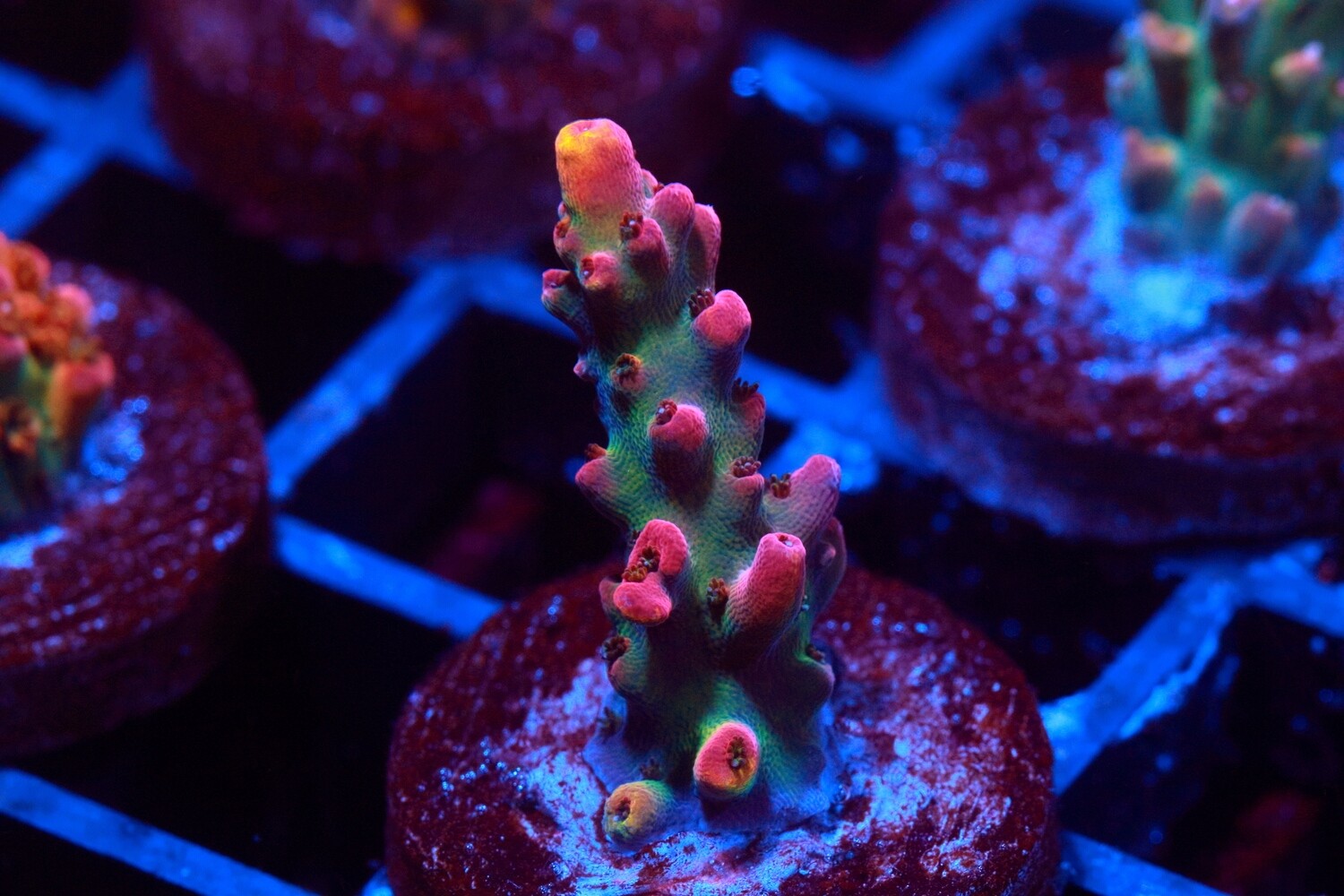 Indo Strawberry shortcake Acropora WYSIWYG