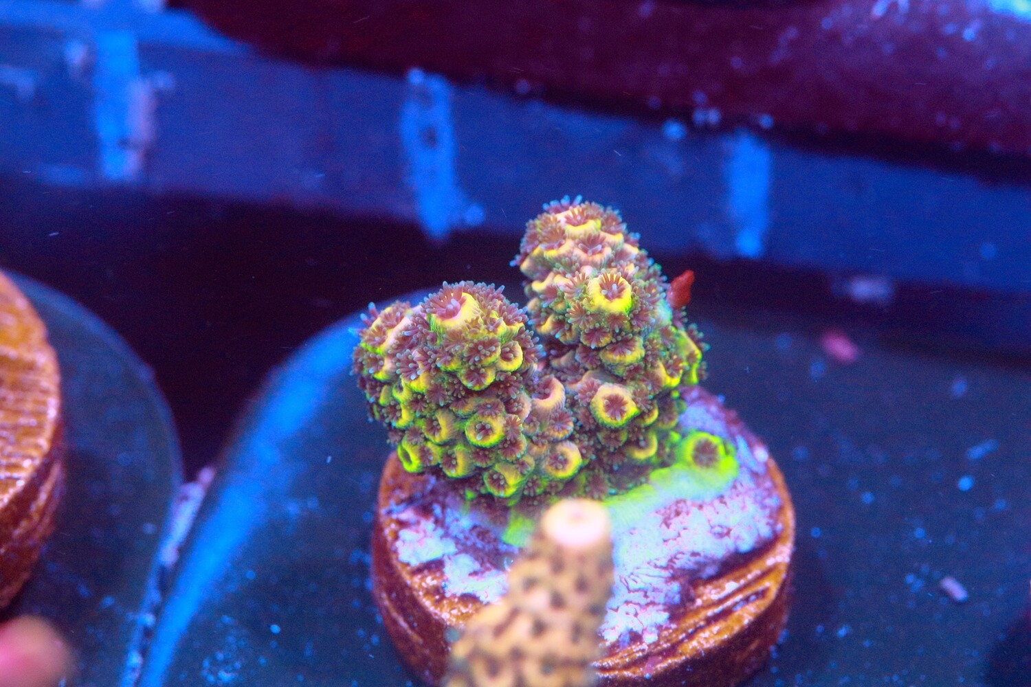 Banana Split Milli