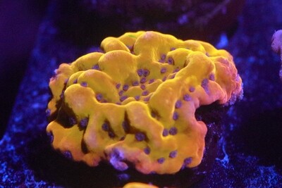 Monti Palawanensis Gold with blue polyps