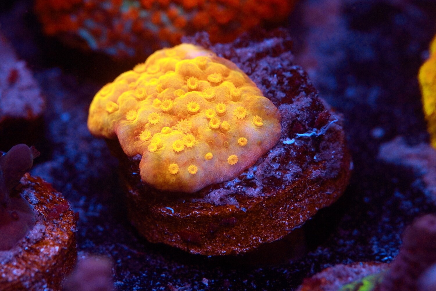 Fields of Gold montipora WYSIWYG