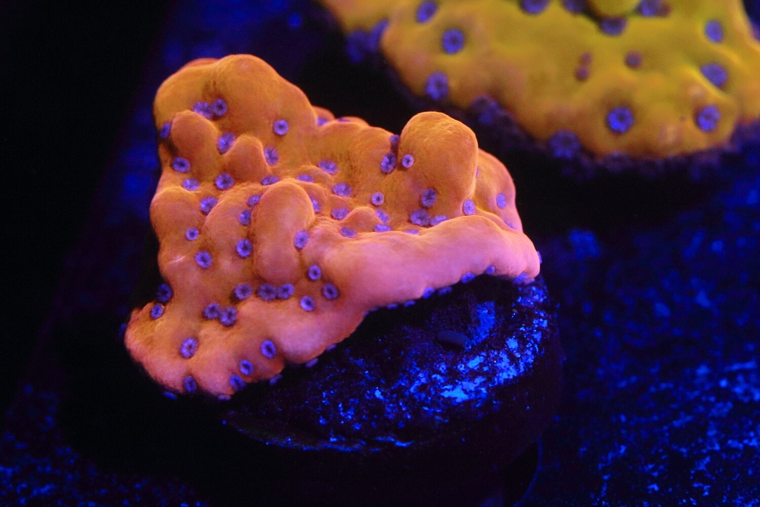 Monti Palawanensis Orange with purple polyps