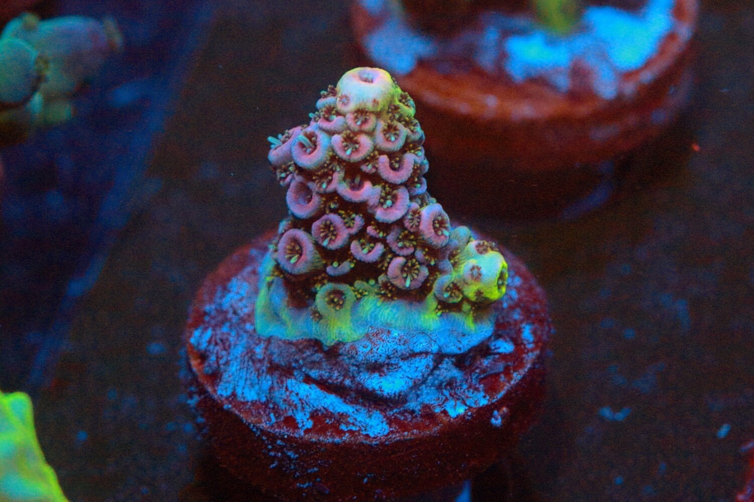 Pink and yellow acro