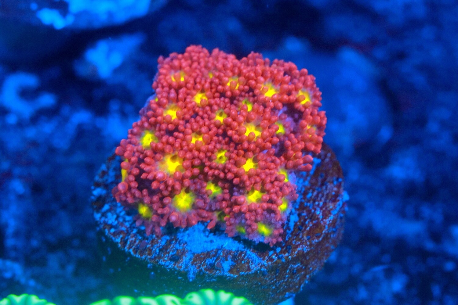 Red Daisy Goni (Bernardpora) - Medium WYSIWYG