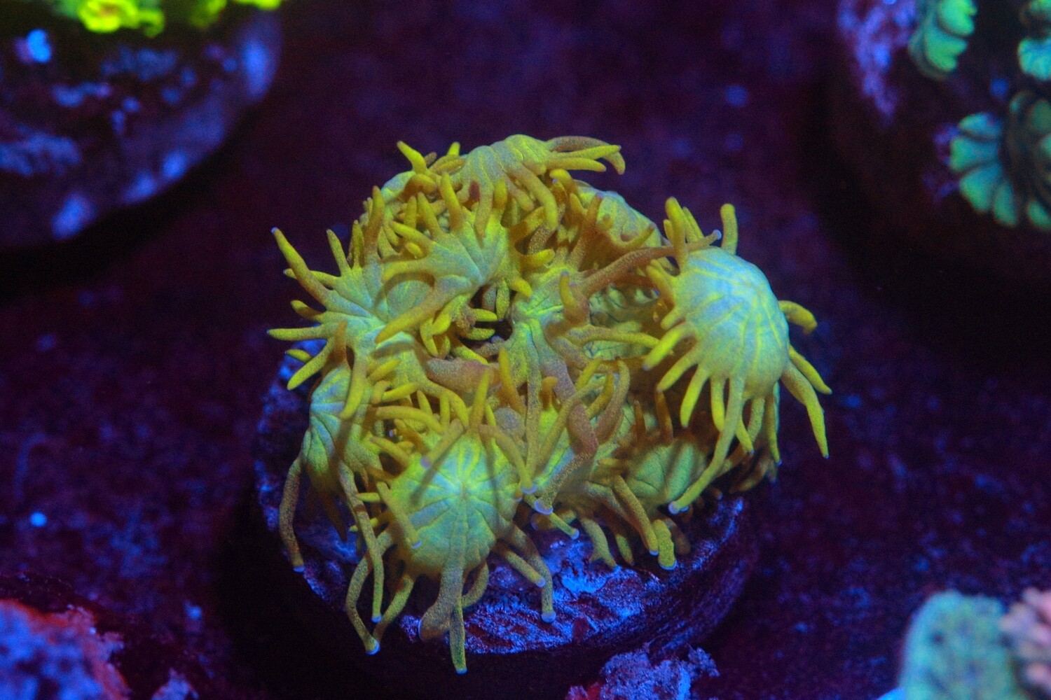 FF Golden Dome Goniopora