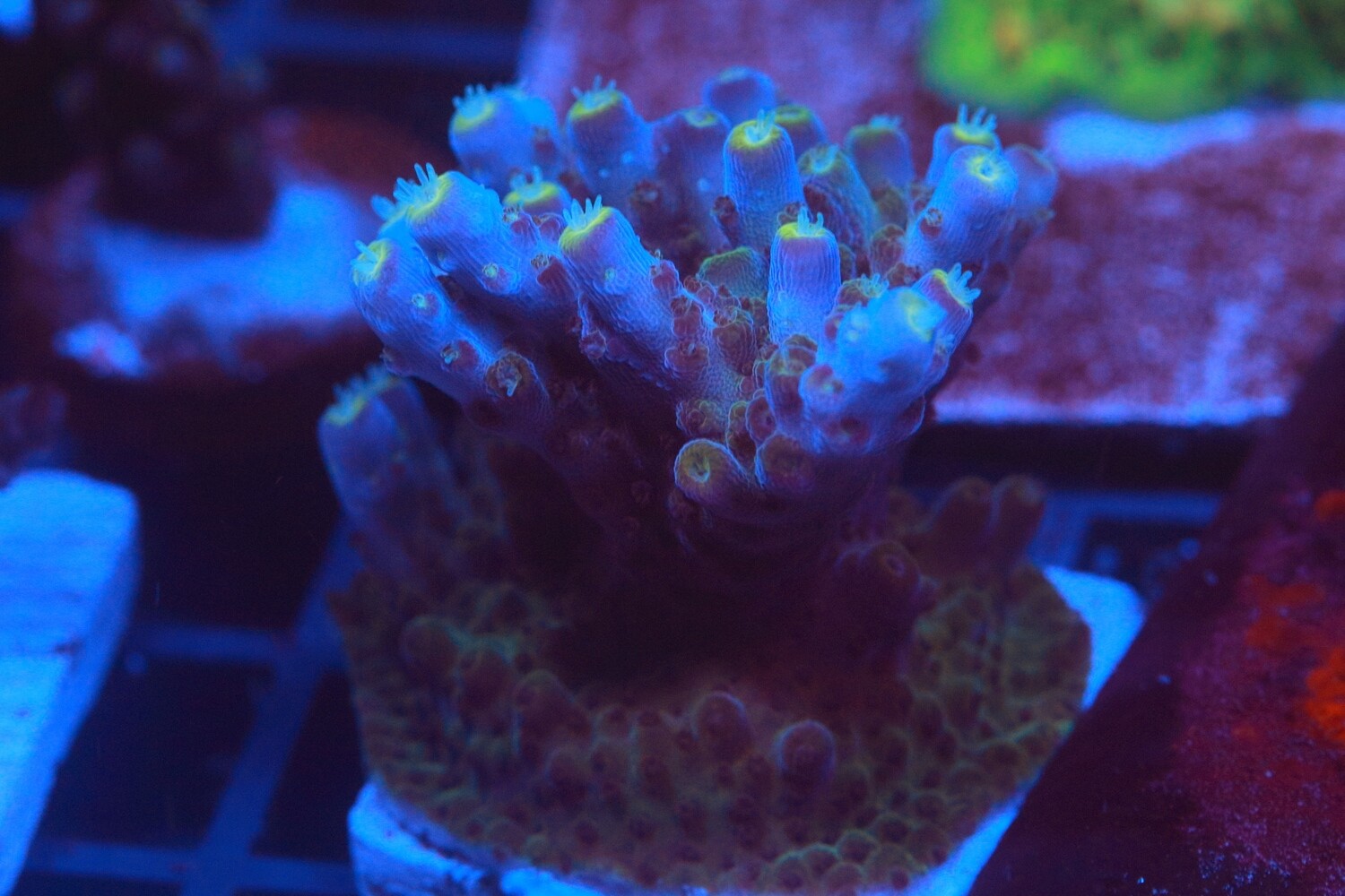 Blue/Purple acropora Efflorecens