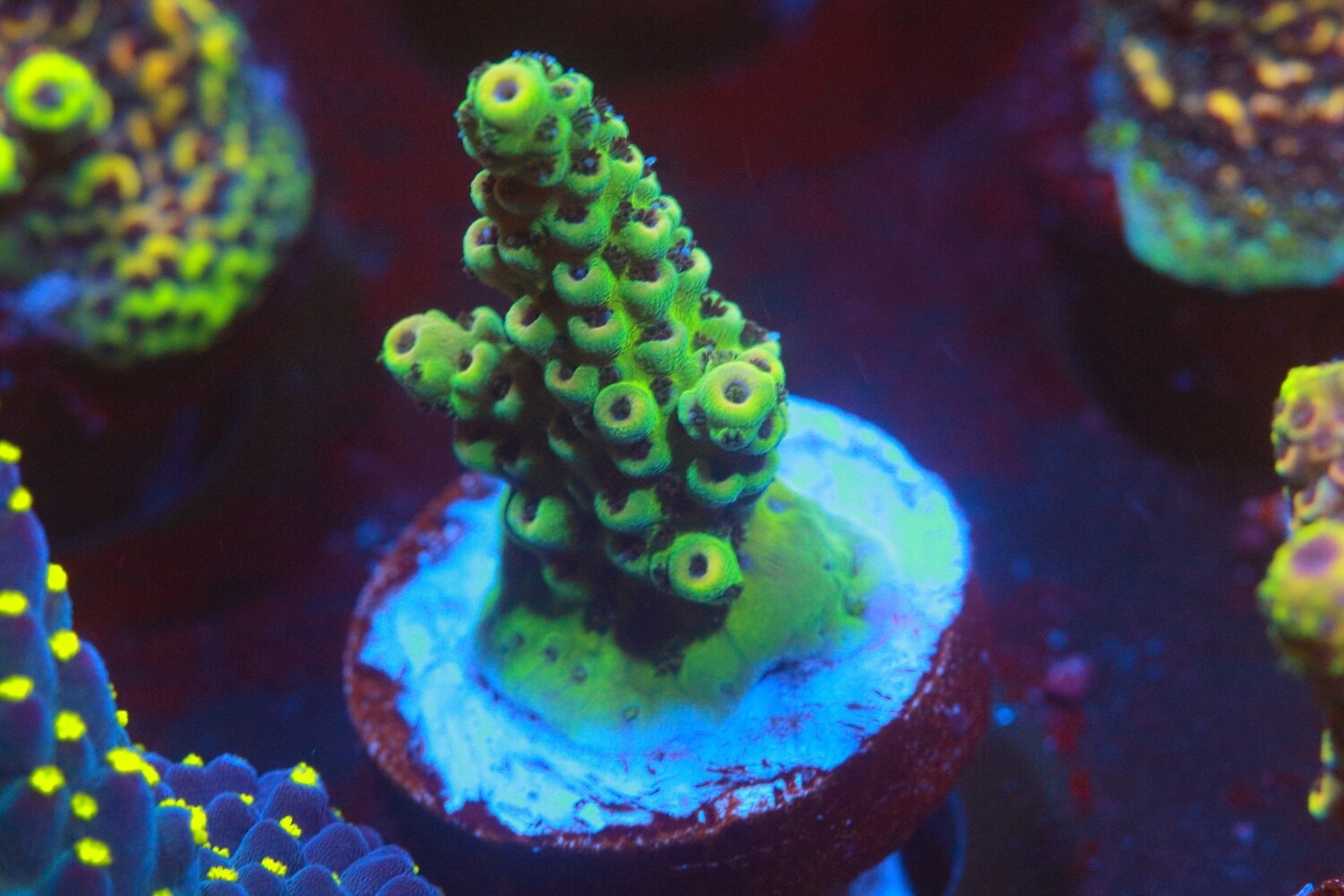 Yellow tip Acro WYSIWYG