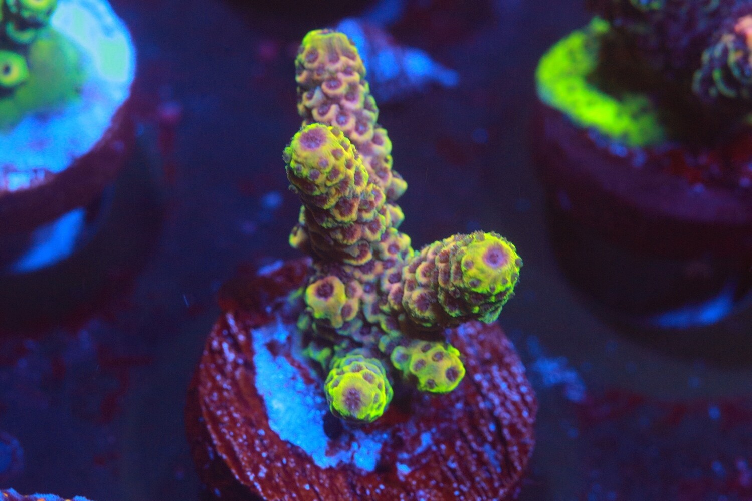 Battenberg Fluoro WYSIWYG