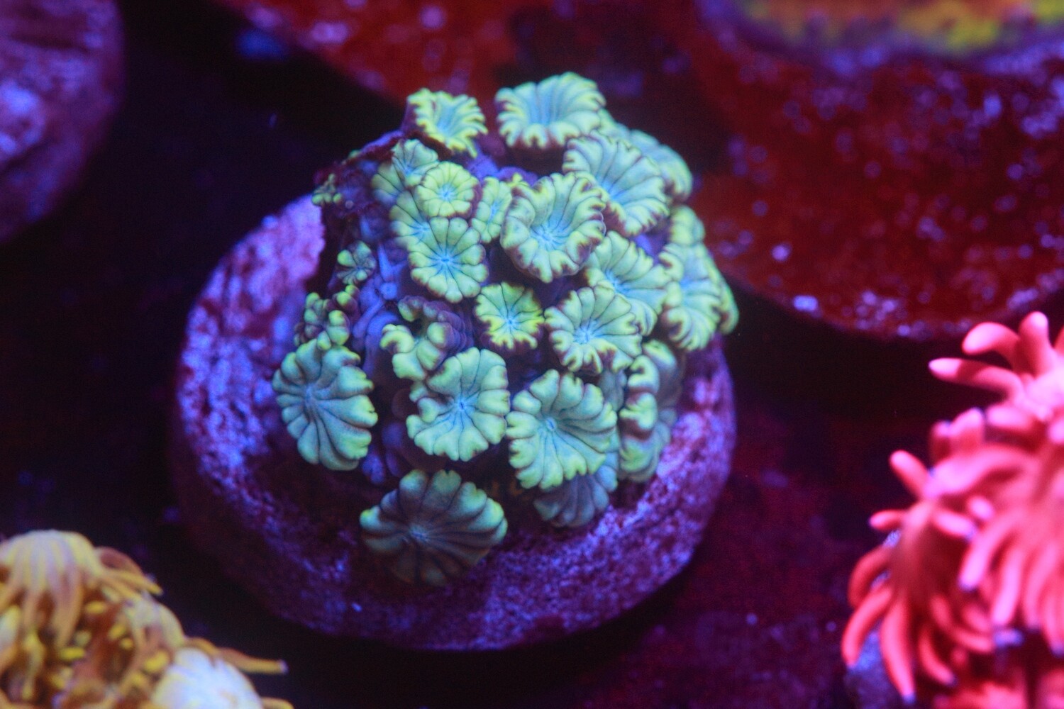 Mint  Alveopora
