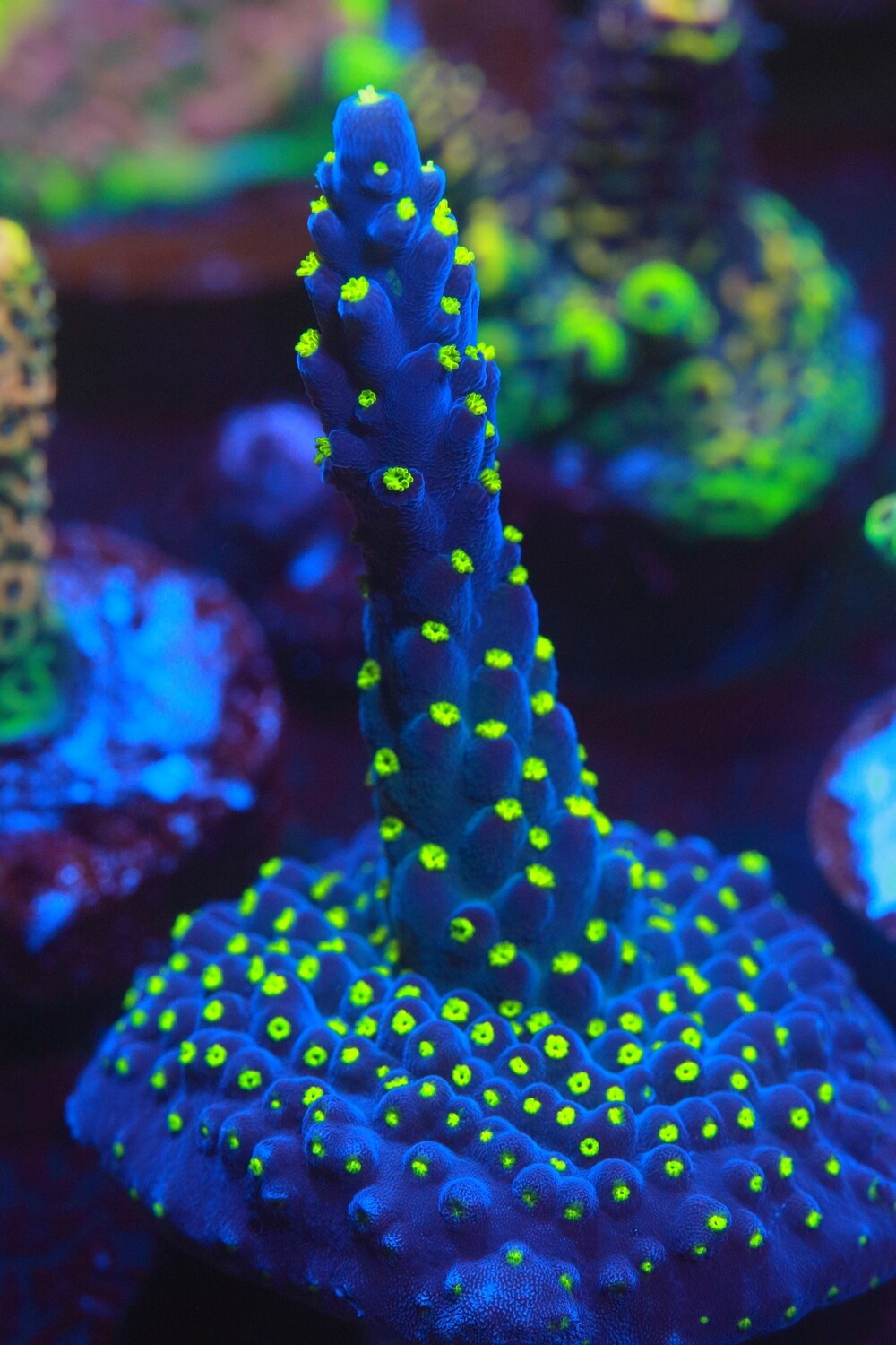 Tricolour Valida Acropora WYSIWYG