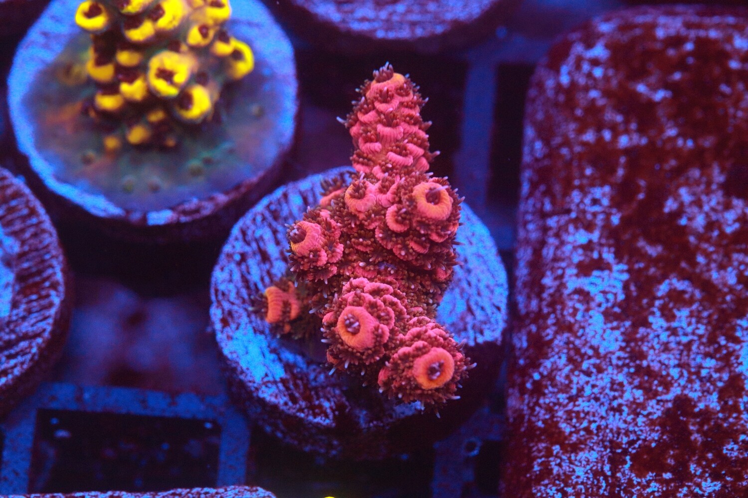 Cherry Lips Acropora WYSIWYG