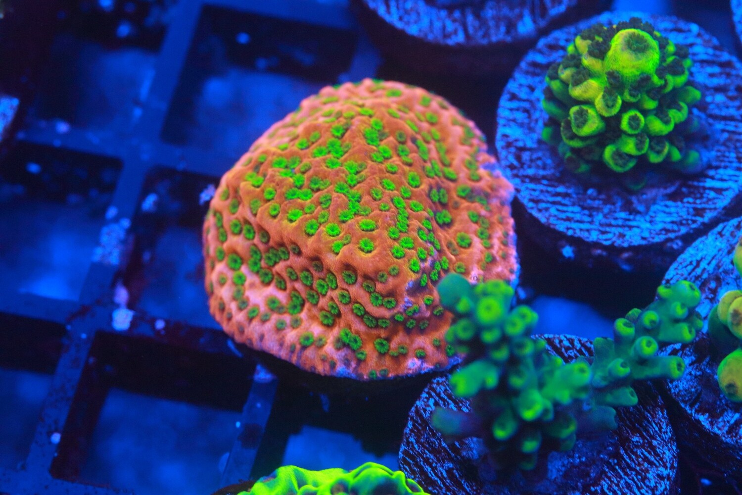 Tropic Thunder Montipora WYSIWYG